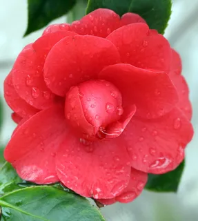 露水与茶花图片 露水与茶花图片