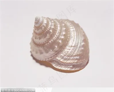 螺旋纹贝壳（银白色）