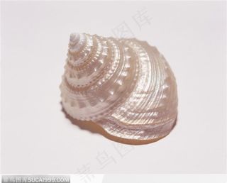 螺旋纹贝壳（银白色）