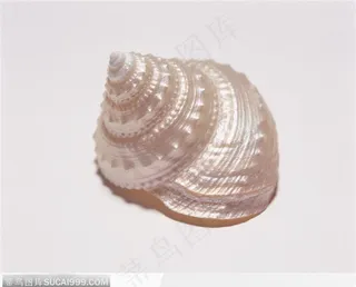 螺旋纹贝壳（银白色）
