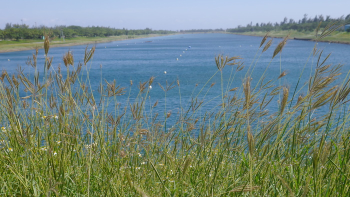 蓝色湖边野花野草