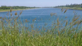 蓝色湖边野花野草