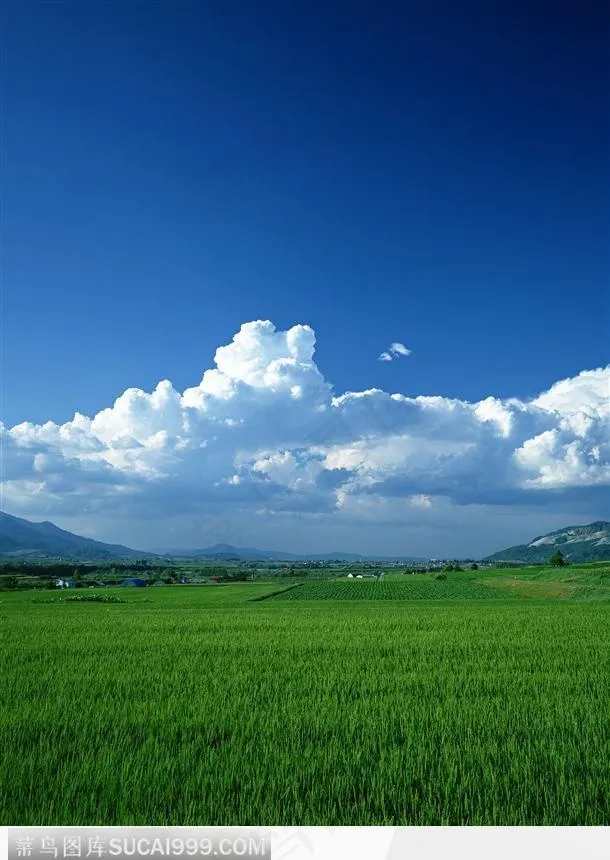 蓝天下的麦田