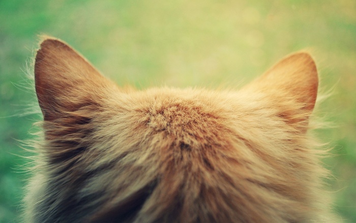 小猫的背景