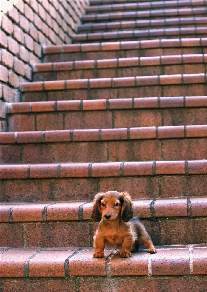 狗狗脸jpg素材