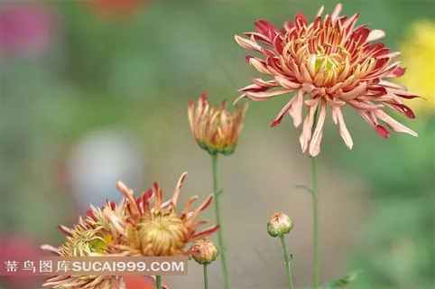 漂亮的菊花高清摄影 漂亮的菊花高清摄影