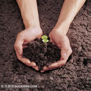 捧起泥土里新芽的双手 捧起泥土里新芽的双手