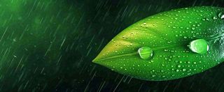 春天下雨天树叶草叶上的露珠水珠，谷雨雨水摄影图