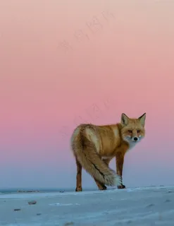 回头小狐狸图片手机壁纸