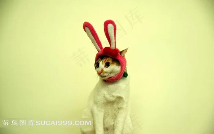 兔耳朵猫咪摄影