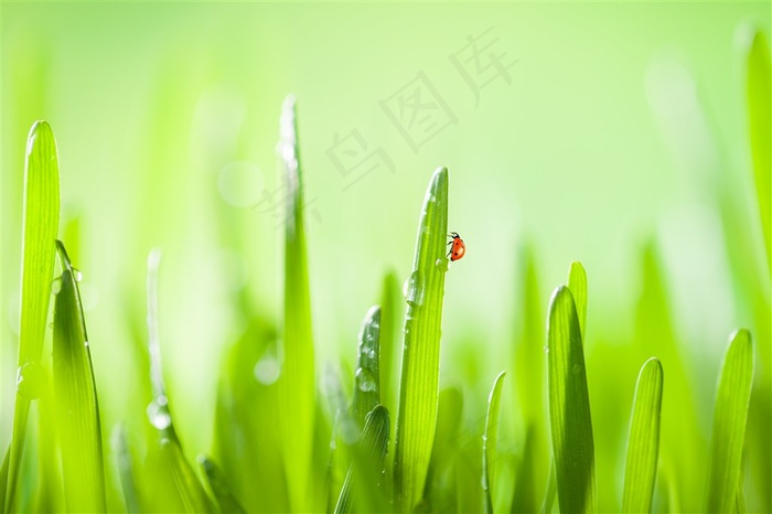 绿色小草上的瓢虫高清图片