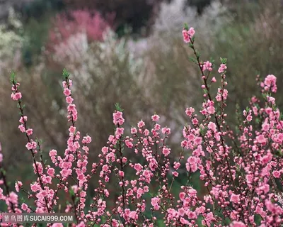 粉色桃花唯美鲜花图片 粉色桃花唯美鲜花图片