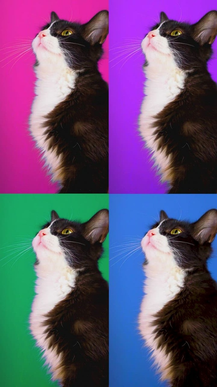 一只猫的视频以不同的颜色背景播放了四次