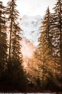 阳光穿透树林图片