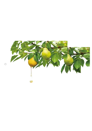 树木树枝树叶免扣素材