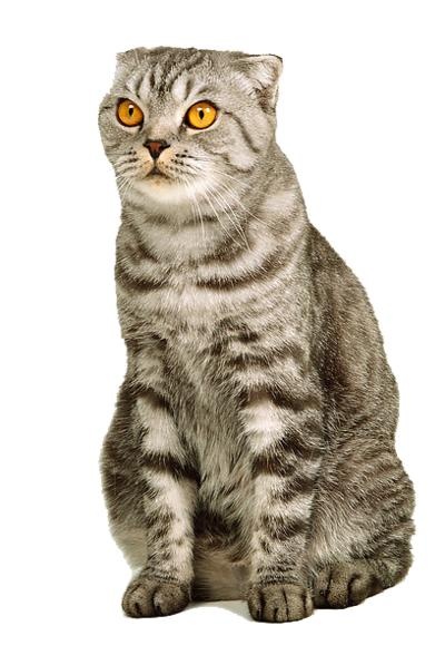 小猫png图片,免费下载图片免抠(513x595)