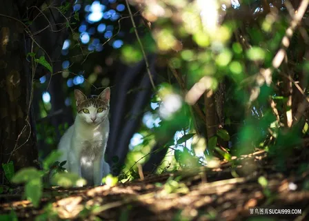野猫猫咪图片 野猫猫咪图片