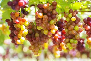 葡萄园葡萄丰收图片