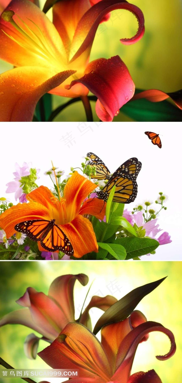 百合花蝴蝶摄影素材