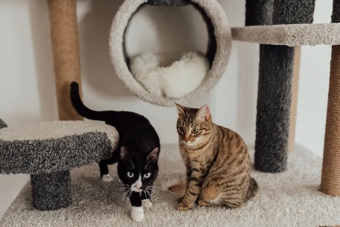 可爱猫咪猫猫摄影素材