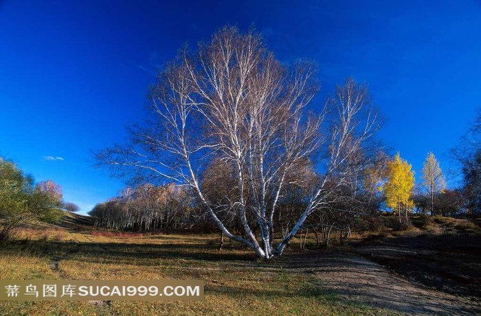 树林蓝天一棵黄色的树