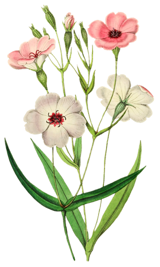 复古手绘植物花卉玫瑰花PNG免扣图案高清图片PS设计素材图