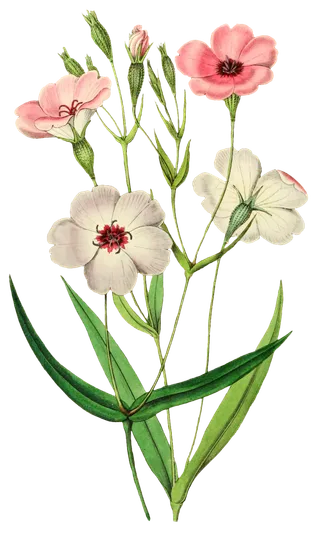 复古手绘植物花卉玫瑰花PNG免扣图案高清图片PS设计素材图