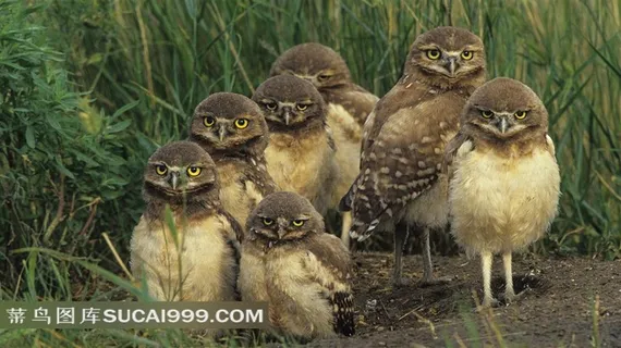 草丛里的猫头鹰素材