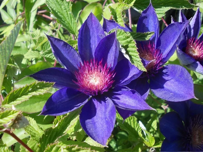 紫色铁线莲花朵图片