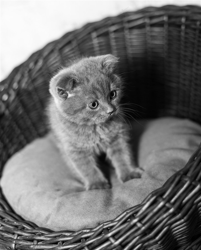 篮子里的小猫咪图片