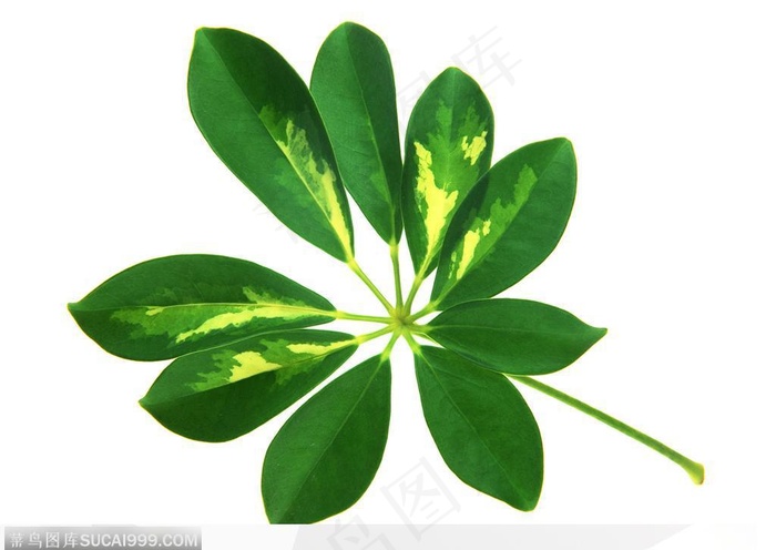 漂亮树叶-环形树叶