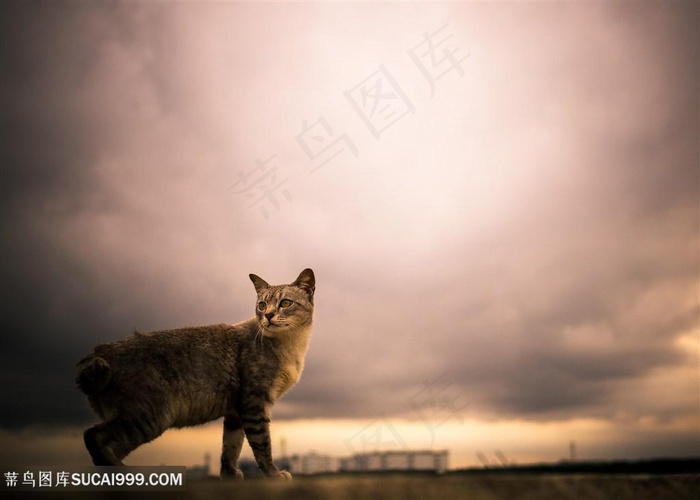 阴雨天外可爱猫咪图片