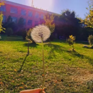 蒲公英风景菜鸟图库