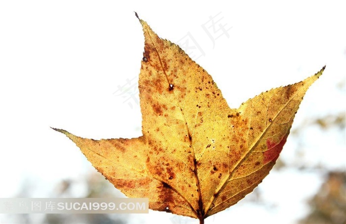 手持黄色枫叶图片