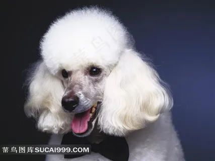 漂亮的白色狗狗摄影素材 漂亮的白色狗狗摄影素材