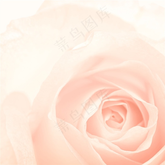 粉色玫瑰花鲜花高清图片