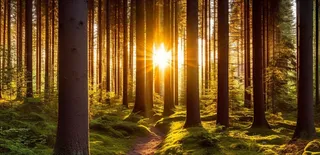 阳光透过森林里的间隙露出来的光晕光影摄影图