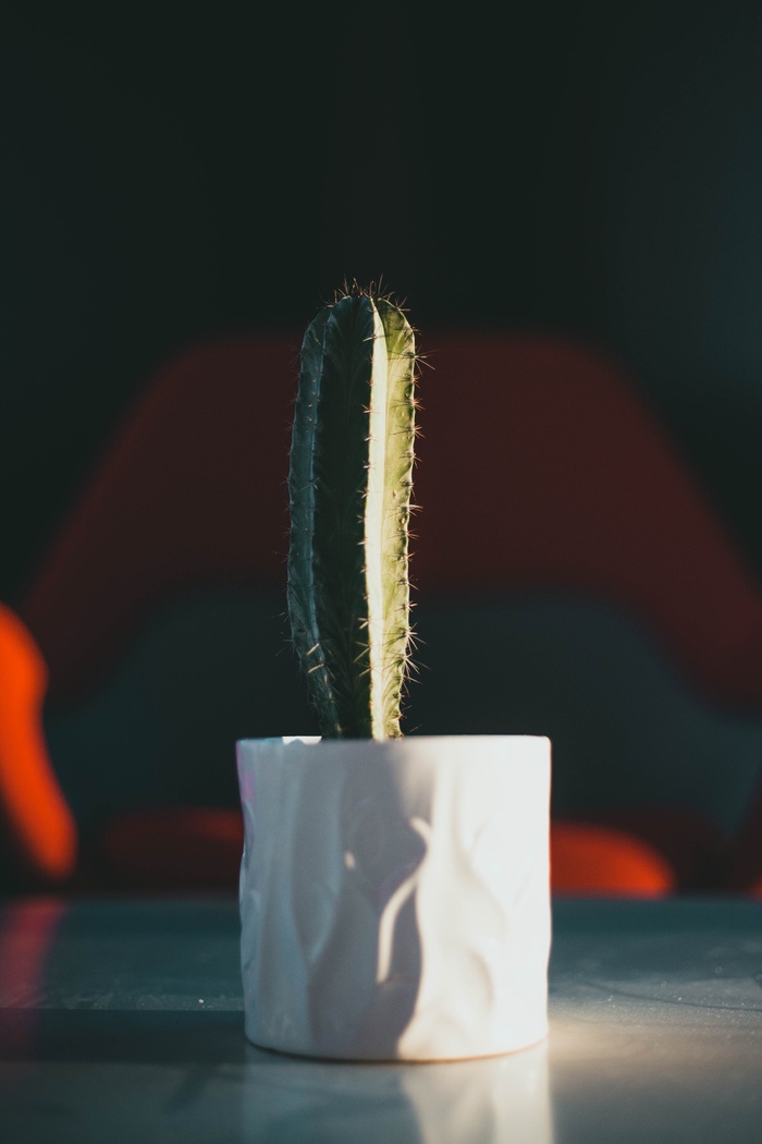 绿色仙人掌仙人球摄影素材