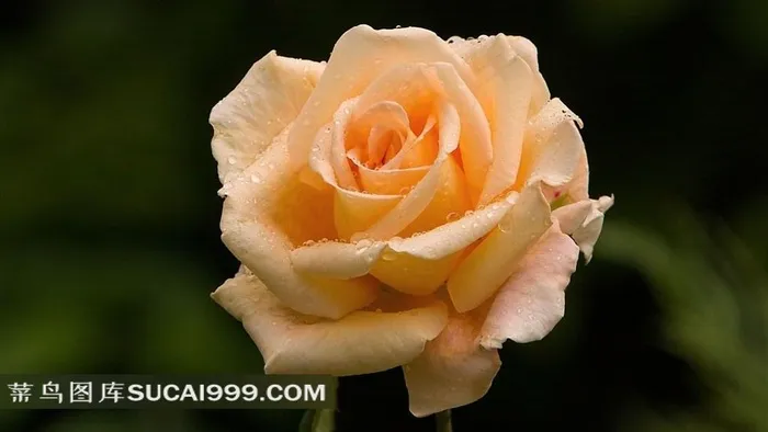 美丽的黄玫瑰摄影美图