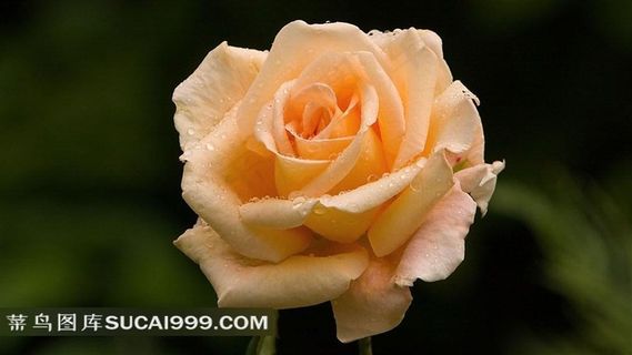 美丽的黄玫瑰摄影美图