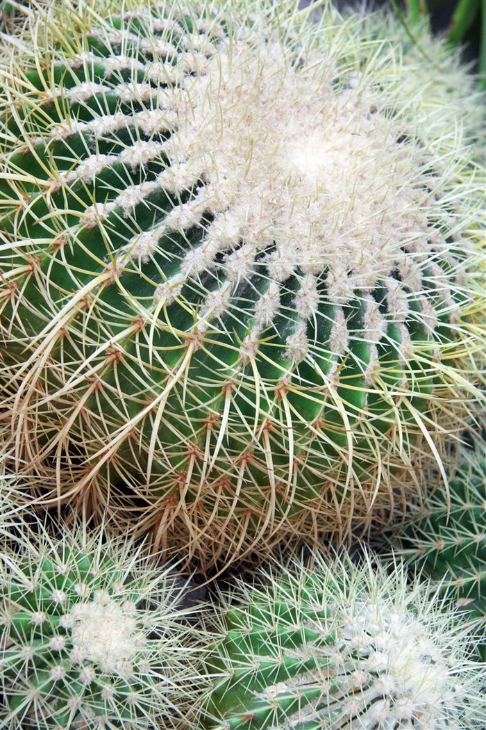 高清仙人球素材