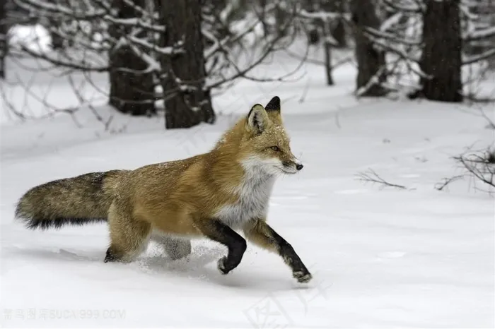 深雪里跑的小狐狸图片