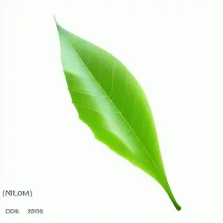 一片绿色叶子png免抠