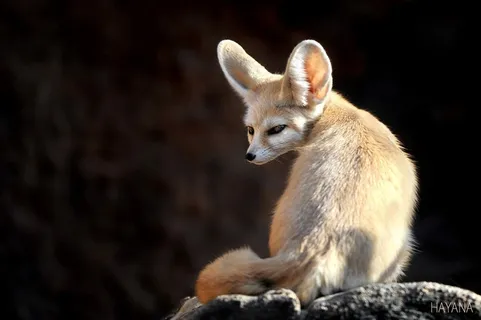 可爱的小狐狸图片