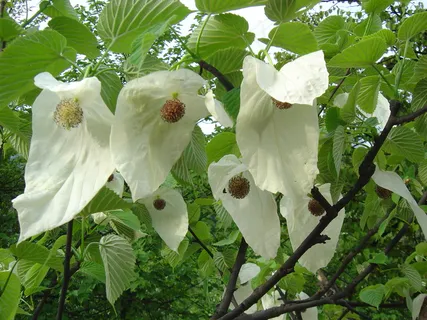 珙桐鲜花图片 珙桐鲜花图片