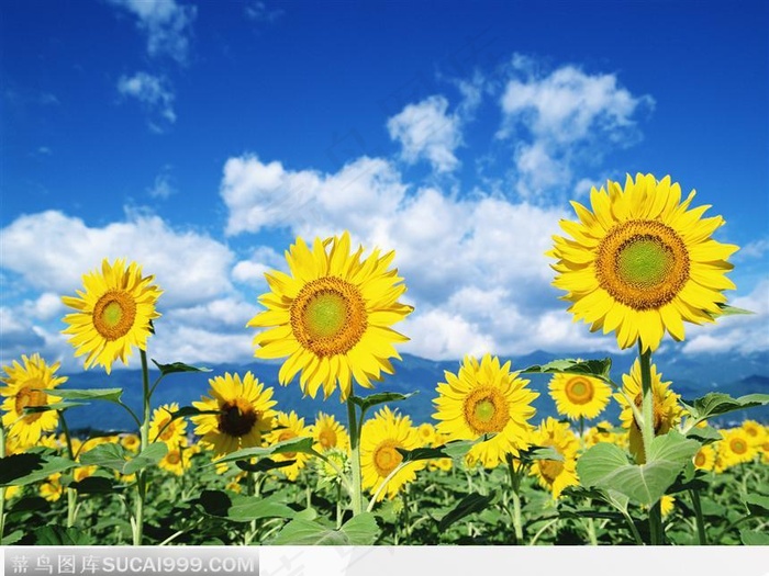 碧蓝天空下的向日葵田3