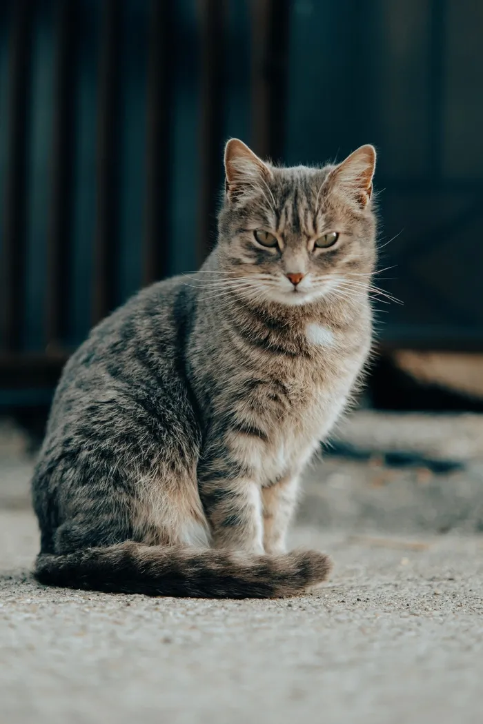 可爱猫咪猫猫摄影素材