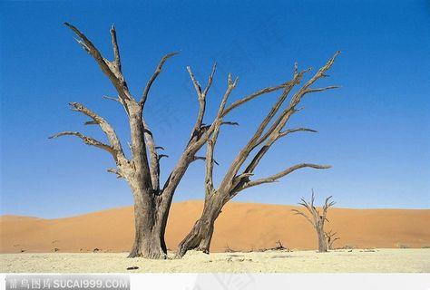 沙漠上的枯树