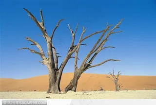 沙漠上的枯树