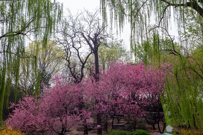 公园美丽的植物